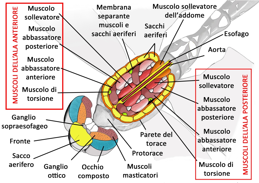 Scheda: cenni di Anatomia Interna delle Libellule